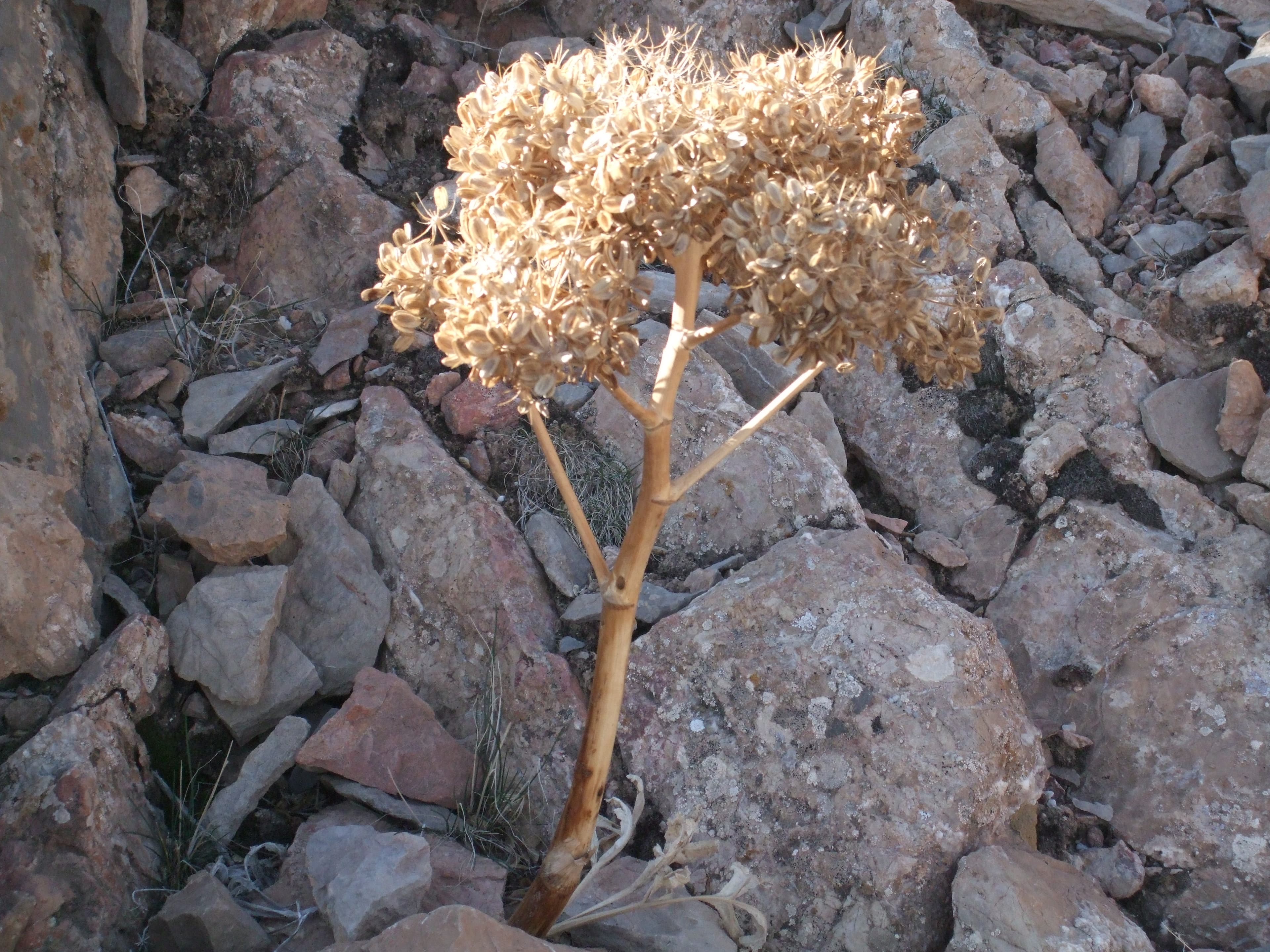 Mature asafoetida plant with dried seed heads among rocks near Tabas, South Khorasan, Iran