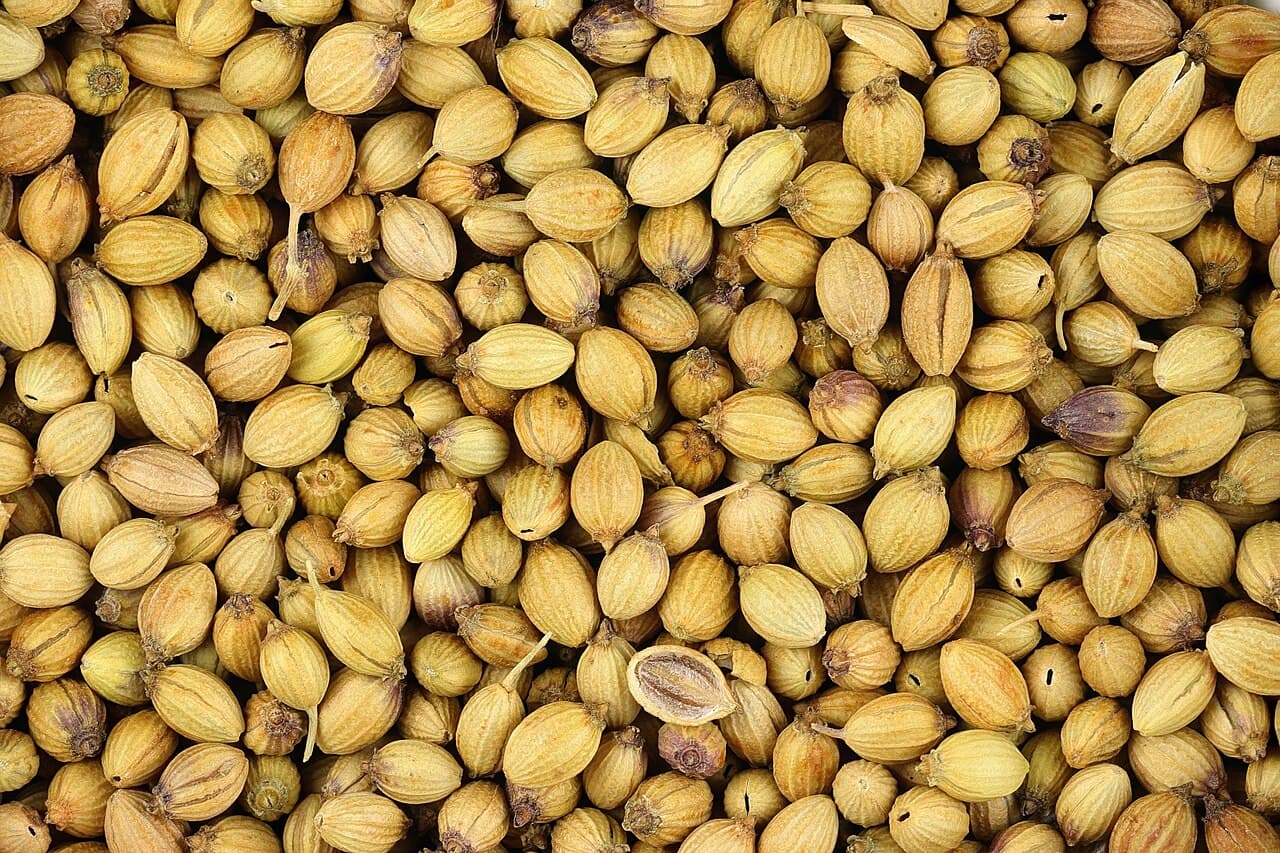 Close-up of dried coriander seeds (Coriandrum sativum)