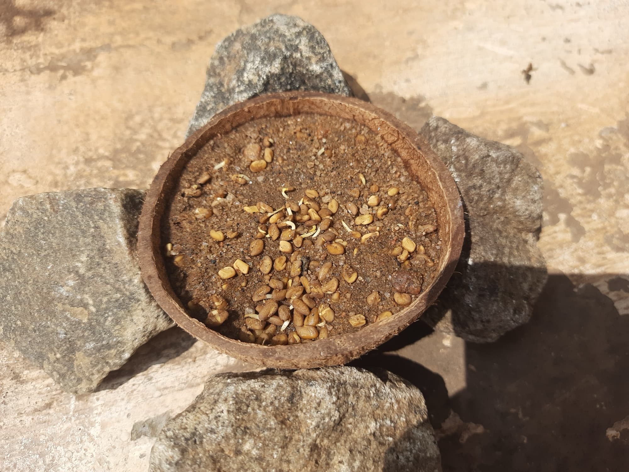 Close-up of dry yellow-brown fenugreek seeds filling the frame
